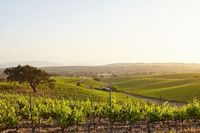 вино за подарък - 46067 награди | shopwine.me вино за подарък - 52684 награди