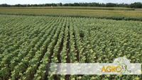 горско стопанство - 81336 комбинации