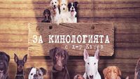 всичко за пчелите - 32276 предложения всичко за пчелите - 94271 предложения