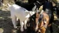 зърнопроизводство - 87826 снимки