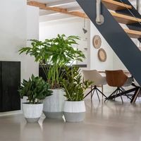 интериорно озеленяване - 23626 типа