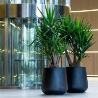 интериорно озеленяване - 51695 разновидности