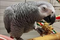 папагал ара - 51948 новини | Parrots Paradise папагал ара - 88043 новини